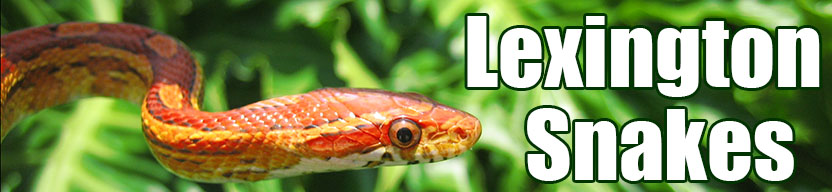 Lexington snake